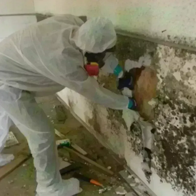 Mold Remediation and Removal in Columbus, IN